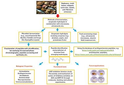 Editorial: Food-derived bioactive peptides: preparation, identification, and structure-activity relationship